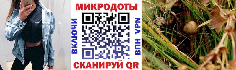 Галлюциногенные грибы прущие грибы  Купить где  Игарка 